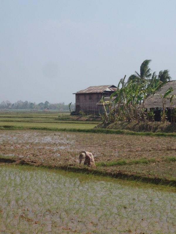 Travel - Myanmar - Inle Lake - Second Boat Trip - Walk to the Market
